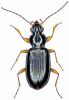 Bembidion decorum